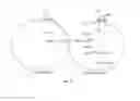 Fig. 12 - COMBINATION THERAPY FOR TREATING PULMONARY HYPERTENSION
