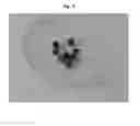 Fig. 04 - Method for preparing granules or pills containing extracts in high concentration