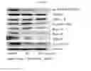 Fig. 03 - Composition for preventing or treating cancer containing extracts of artocarpus altilis fruits, leaves, or stems, or fractions thereof as active ingredients