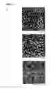 Fig. 02 - TOPOLOGICALLY STRUCTURED POLYMER COATING