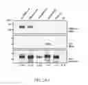 Fig. 06 - Eukaryotic expression system and use thereof