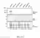 Fig. 07 - Eukaryotic expression system and use thereof