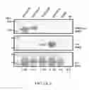 Fig. 08 - Eukaryotic expression system and use thereof