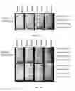 Fig. 08 - Aptamers for clostridium difficile diagnostics