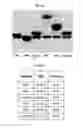 Fig. 09 - METHODS FOR ISOTOPICALLY LABELING BIOMOLECULES USING MAMMALIAN CELL-FREE EXTRACTS