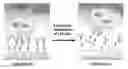Fig. 01 - Biodegradable Layer-by-Layer (LbL) Films for Cell Capture and Release