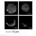 Fig. 20 - Biodegradable Layer-by-Layer (LbL) Films for Cell Capture and Release