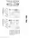 Fig. 41 - METHOD OF ISOLATING AND CHARACTERIZING MICROORGANISMS THAT ARE TARGETS OF HOST IMMUNE RESPONSES