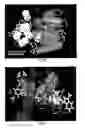 Fig. 06 - Covalent tethering of functional groups to proteins and substrates therefor