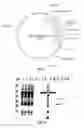 Fig. 07 - Covalent tethering of functional groups to proteins and substrates therefor