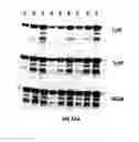Fig. 63 - Covalent tethering of functional groups to proteins and substrates therefor