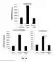 Fig. 07 - PD-1 MODULATION AND USES THEREOF FOR MODULATING HIV REPLICATION