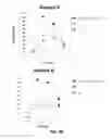 Fig. 10 - PD-1 MODULATION AND USES THEREOF FOR MODULATING HIV REPLICATION