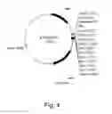 Fig. 05 - Bacterial mutants with improved transformation efficiency