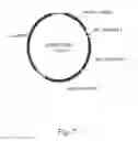 Fig. 08 - Bacterial mutants with improved transformation efficiency