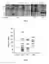 Fig. 02 - Detection of diagnostic peptides
