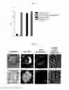 Fig. 06 - SURFACE ENHANCED RAMAN SPECTROSCOPY (SERS) MARKER CONJUGATES AND METHODS OF THEIR PREPARATION