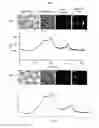 Fig. 07 - SURFACE ENHANCED RAMAN SPECTROSCOPY (SERS) MARKER CONJUGATES AND METHODS OF THEIR PREPARATION