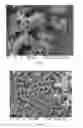Fig. 03 - Nanostructured microbial sensors