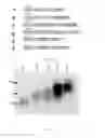Fig. 02 - Long-acting polypeptides and methods of producing and administering same