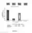 Fig. 02 - Co-administration of an agent linked to an internalization peptide with an anti-inflammatory