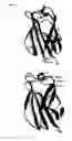 Fig. 07 - Glycodendrimers of polypropyletherimine