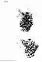 Fig. 08 - Glycodendrimers of polypropyletherimine