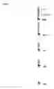 Fig. 30 - Glycodendrimers of polypropyletherimine