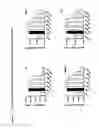 Fig. 43 - Glycodendrimers of polypropyletherimine