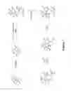Fig. 08 - Cannabinoid receptor modulators
