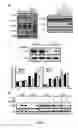Fig. 05 - Modulation of sphingosine 1-phosphate metabolizing enzymes for the treatment of negative-strand RNA virus infections