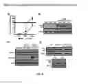 Fig. 07 - Modulation of sphingosine 1-phosphate metabolizing enzymes for the treatment of negative-strand RNA virus infections