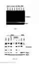 Fig. 17 - Methods for diagnosing and treating oncogenic kras-associated cancer