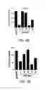 Fig. 33 - Methods for diagnosing and treating oncogenic kras-associated cancer