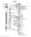 Fig. 02 - Methods and apparatus for treating anaphylaxis using electrical modulation