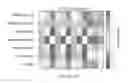Fig. 01 - Method To Translate Biodynamic Spectrograms Into High-Content Information
