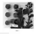 Fig. 02 - Apricot tree maned 'Suapritwelve'