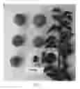 Fig. 02 - APRICOT TREE NAMED 'SUAPRIELEVEN'
