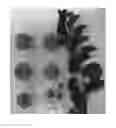 Fig. 01 - Apricot tree named 'SUAPRITHIRTEEN'