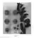 Fig. 02 - Apricot tree named 'SUAPRITHIRTEEN'