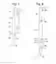 Fig. 05 - Support system and method for a percussion instrument