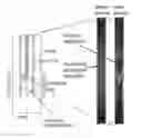 Fig. 01 - Pretreatment method for reduction and/or elimination of basal plane dislocations close to epilayer/substrate interface in growth of SiC epitaxial films