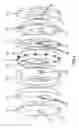 Fig. 04 - Oscillating piston engine