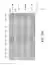 Fig. 25 - Solar cell module and solar cell thereof