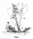 Fig. 06 - HOE FOR FACILITATING WORKING ON AT LEAST TWO SIDES OF A PLANT SIMULTANEOUSLY