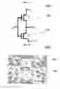 Fig. 20 - Device and structure and method for forming the same