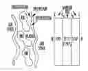 Fig. 01 - Systems and methods for assessing pulmonary gas transfer using hyperpolarized Xe MRI