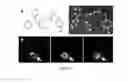 Fig. 02 - Methods and compositions for positron emission tomography myocardial perfusion imaging