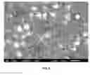 Fig. 03 - Compositions containing theobromine and their use in treating tooth hypersensitivity