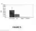 Fig. 06 - Methods for modulating Th1/Th2 cell balance by increasing leptin activity